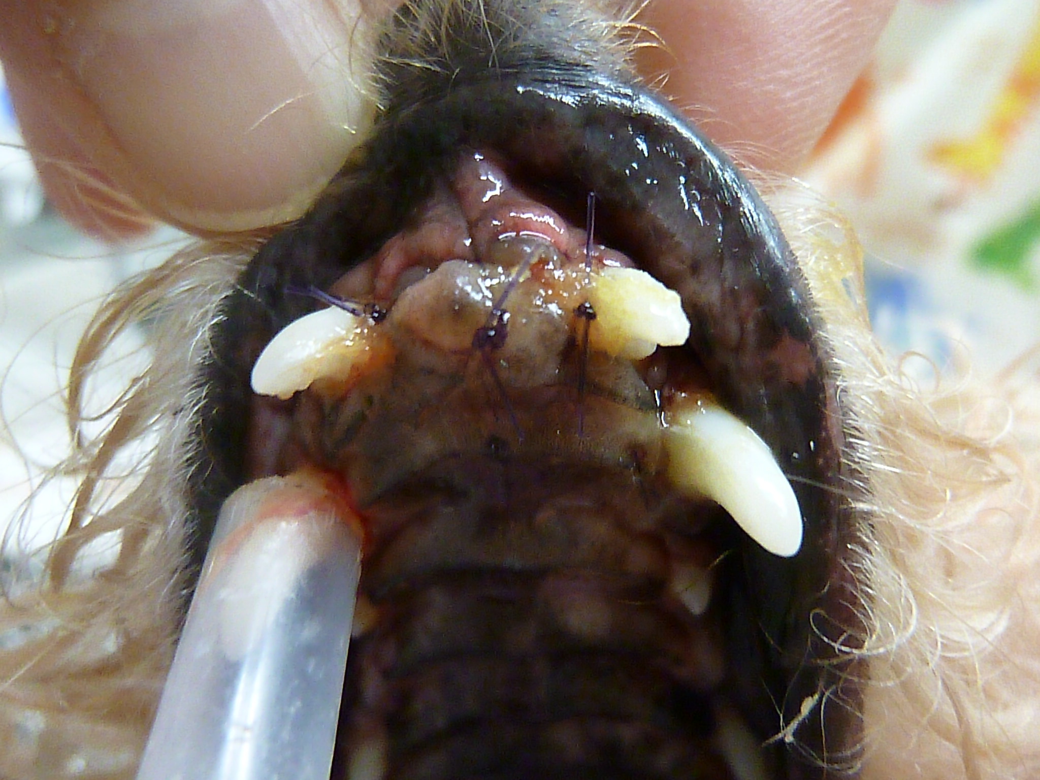 口臭・歯のぐらつき・歯をみがくと出血する＜歯周病＞（トイプードル 8才1カ月）歯科症例125② とよだ動物病院