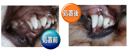 犬の乳歯抜歯・外科的矯正