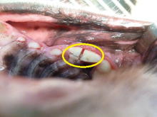 犬・猫の多根歯の抜歯